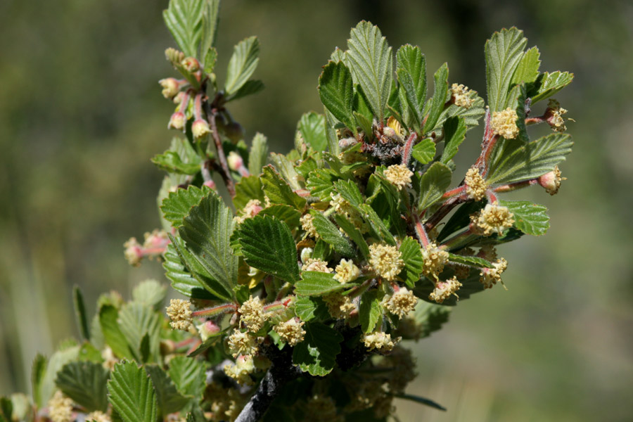 Scientific Name: Cercocarpus montanus Photographer: Patrick Alexander