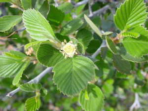 Scientific Name: Cercocarpus montanus Photographer: Shannon Doan Manager: ASU Vascular Plant Herbarium