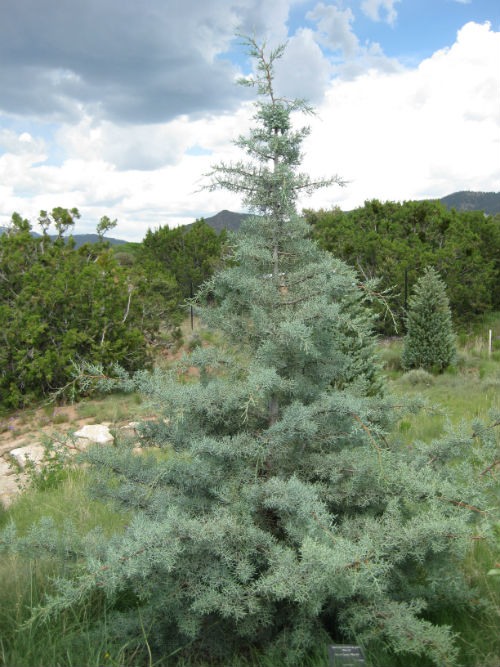 Cupressus arizonica var glabra Blue Ice CSalvador (2) web