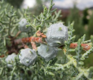 Arizona cypress 'Blue Ice' cones (photo: Cristina Salvador)