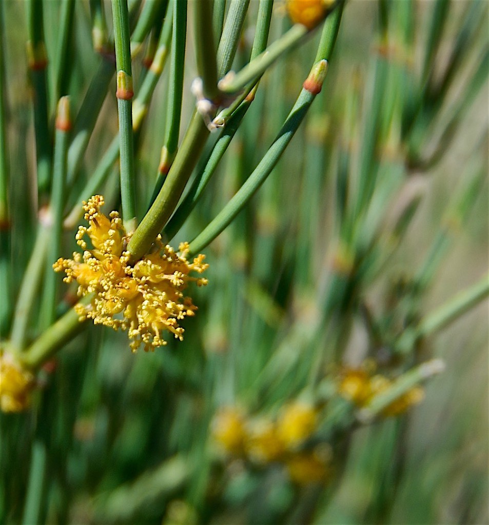 Ephedra equisetina male strobili close up