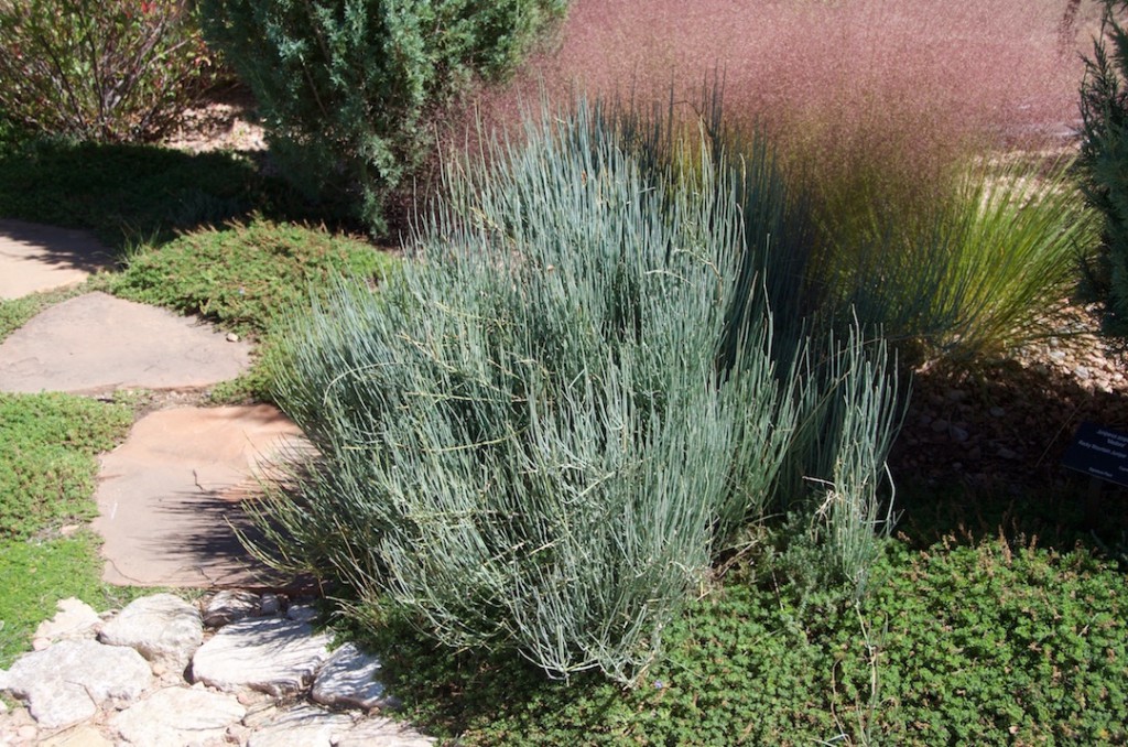 Ephedra equisetina )bluestem joint fir) growth habit early fall (Photo: J. Tucker)