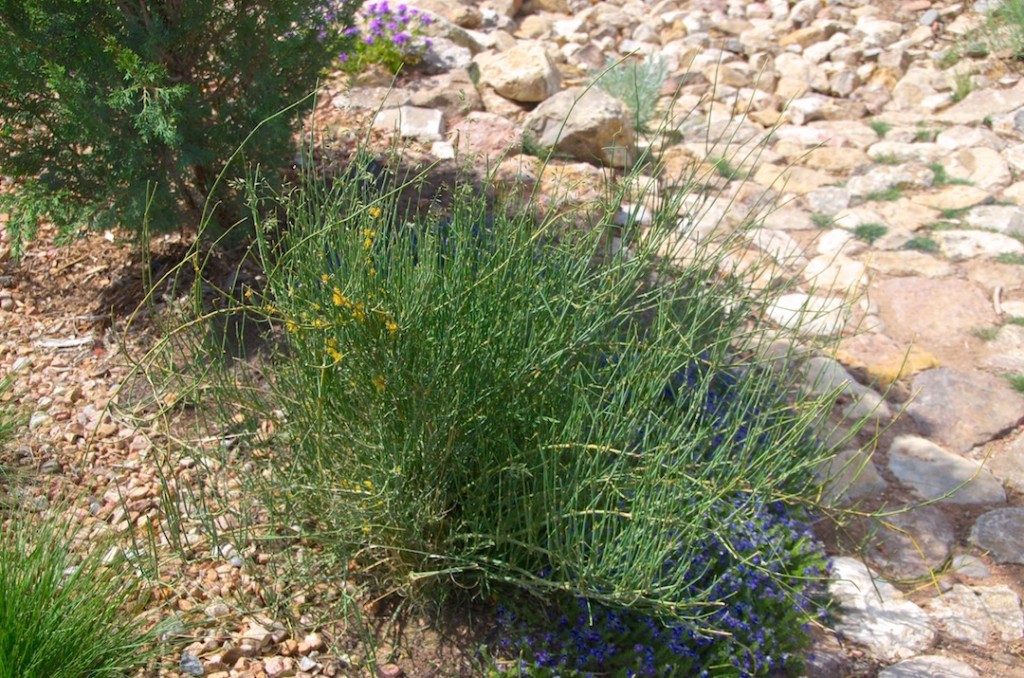 Ephedra equisetina full plant