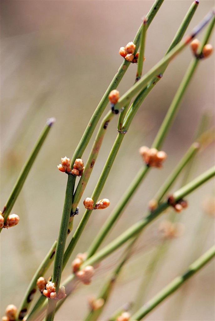 Mormon Tea Ephedra torreyana buds