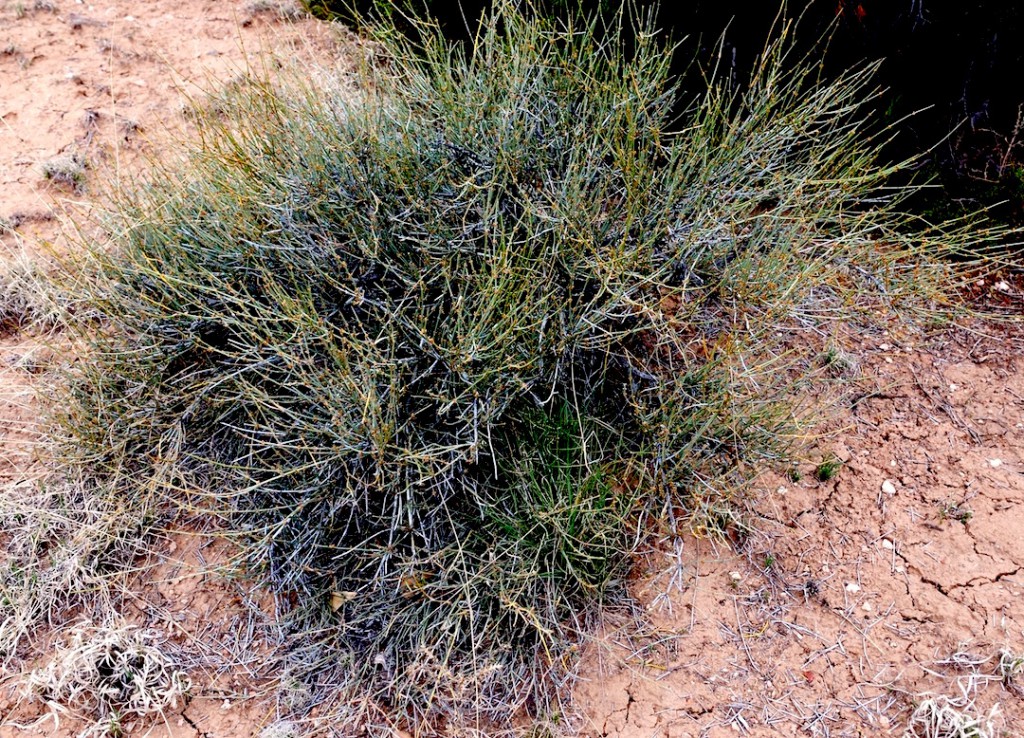 Ephedra torreyana (Mourmon tea). Photo: J. Tucker