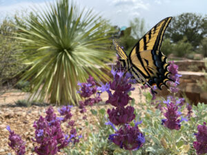 E5DA65C0-1AA4-4549-839C-AFCD80248B58_1_105_c