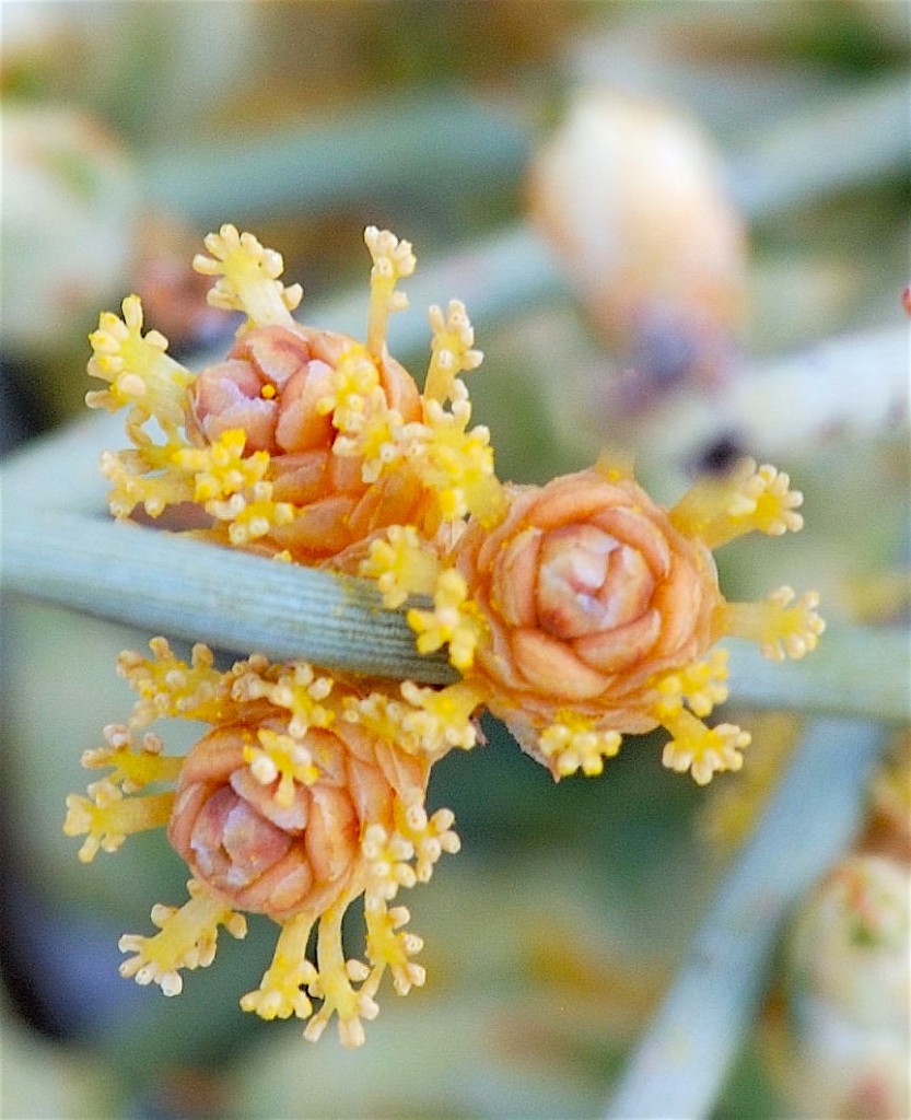 Mormon tea Ephedra torreyana magnified