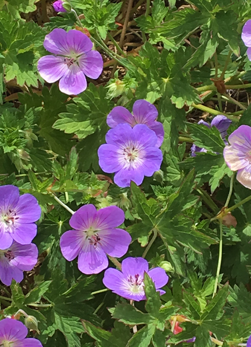 Geranium 'Gerwat' ROZANNE (Photo Joan Grabel)