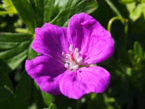 Geranium sanguineum ‘New Hampshire Purple’ (Photo: Kate Willet)