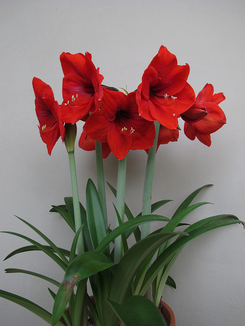 Hippeastrum 'Red Lion'. Photo: Scott Zona.