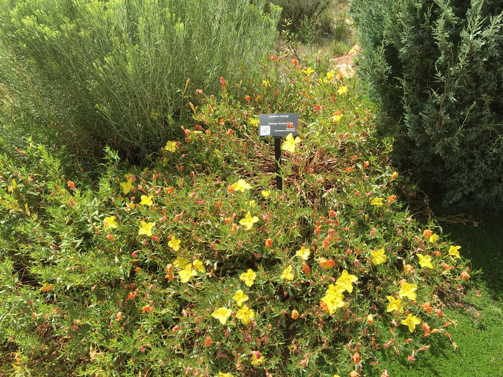 Hartweg’s sundrops (Calylophus hartwegii ssp. fendleri) by Joan Grabel