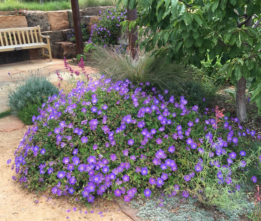 ROZANNE geranium (photo by Joan Grabel)