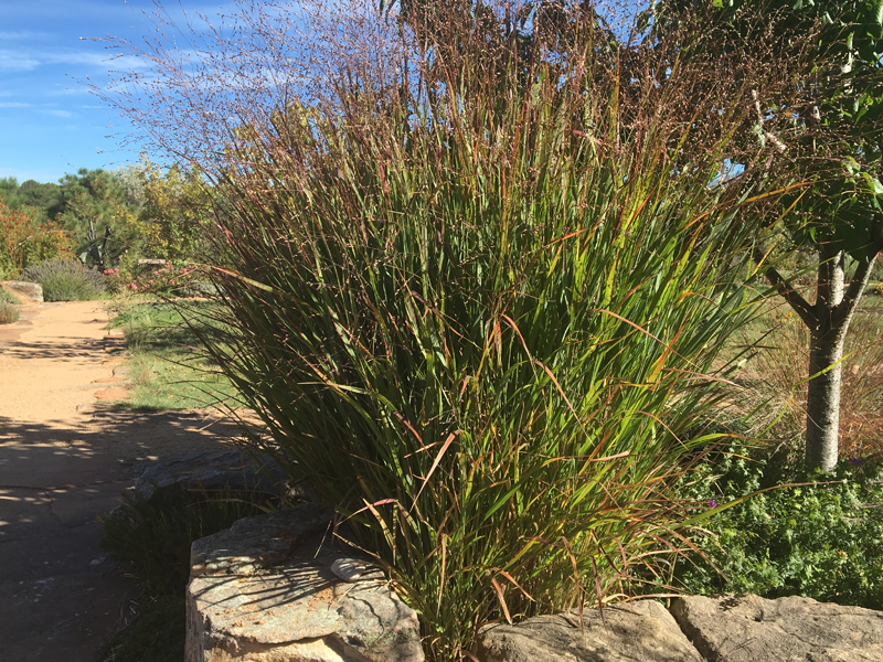 'Shenandoah' switch grass (photo: Joan Grabel)