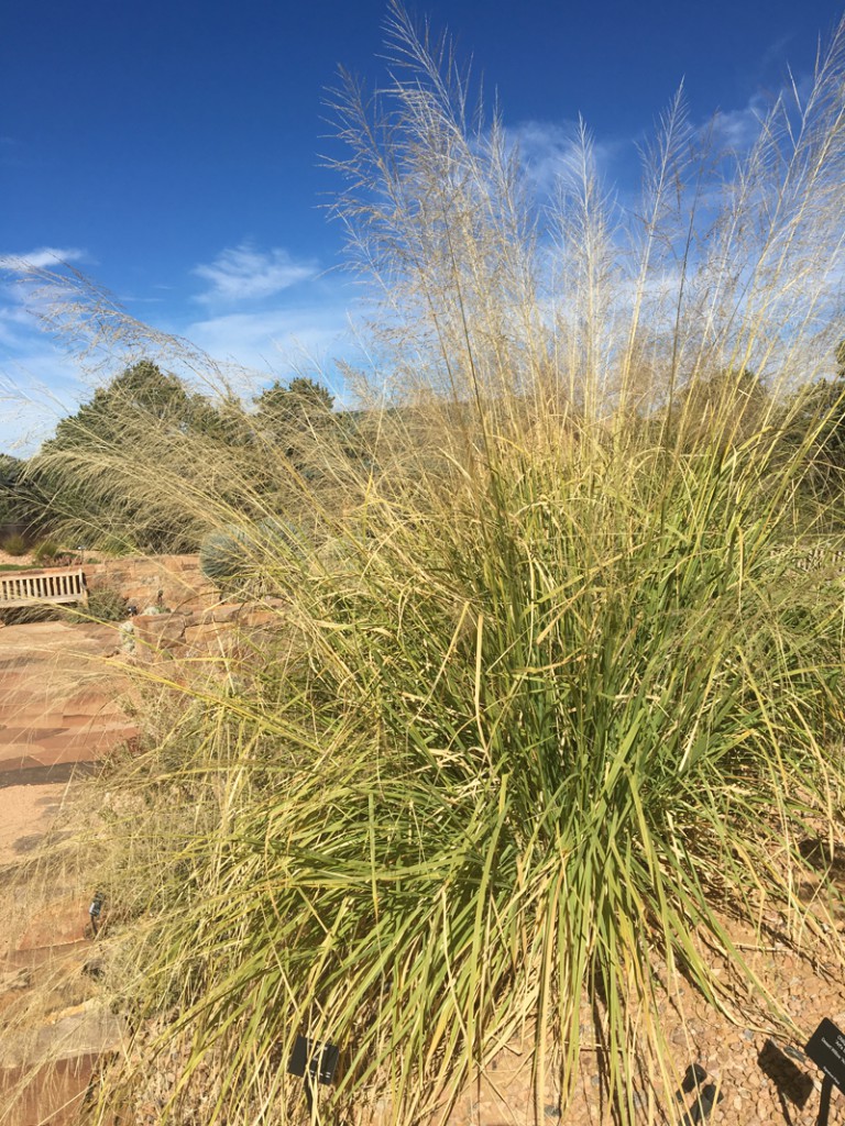 Giant sacaton (Sporobolus wrightii) in the xeric gardens (photo: Joan Grabel)