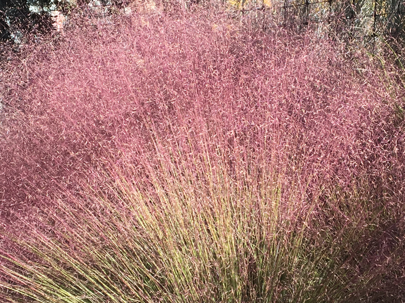 'Autumn Embers' muhly grass (photo: Joan Grabel)