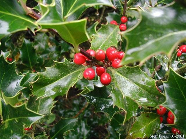 Ilex-aquifolium