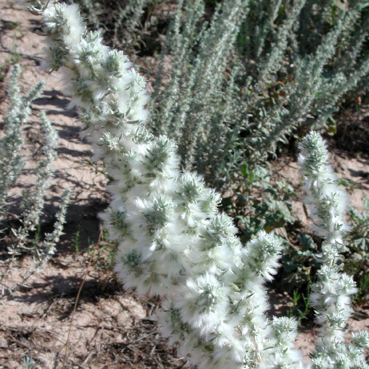 FEBRUARY : winterfat : Krascheninnikovia ceratoides subsp. lanata