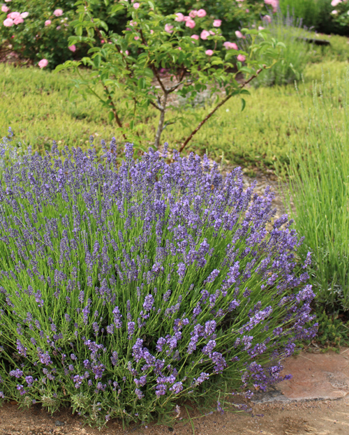 Lavandula angustifolia 'Munstead' (Photo Cristina Salvador)