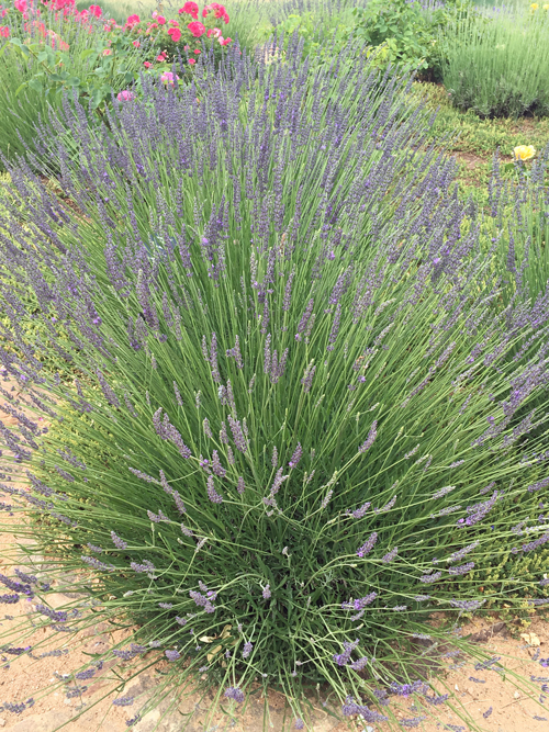 Lavandula × intermedia 'Grosso' (Photo by Joan Grabel)