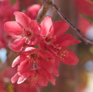 Malus-x-'Radiant'-crabapple-'Radiant'-flowers-2-Janice-Tucker