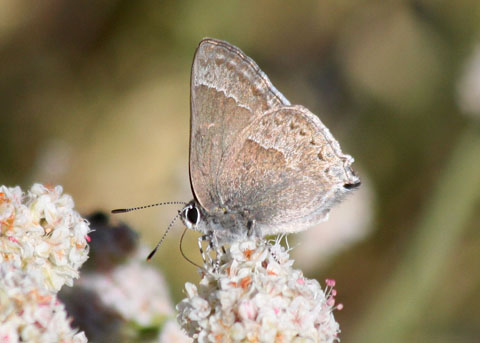 Mountain mahogany hairstreak (Satyrium tetra), photo credit: John C. Avise