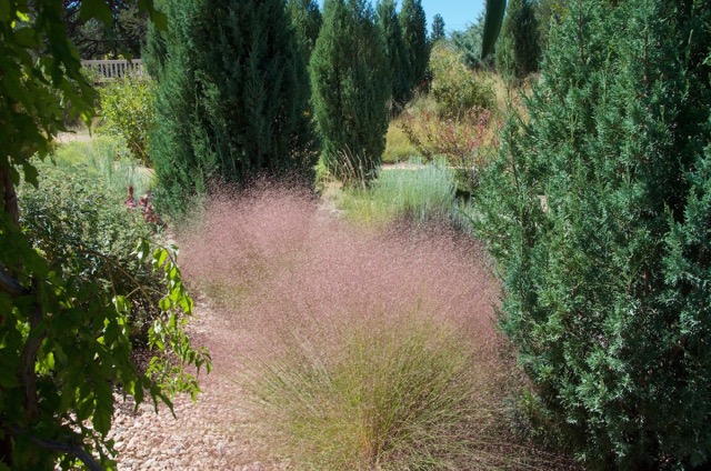 Muhlenbergia reverchonii 'Autumn Embers' (Photo credit: Janice Tucker)