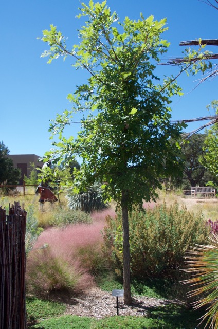 Muhlenbergia reverchonii 'Autumn Embers' underplanting (Photo credit: Janice Tucker)