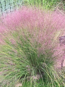 Muhlenbergia reverchonii ‘Autumn Embers’ (Photo by Joan Grabel)