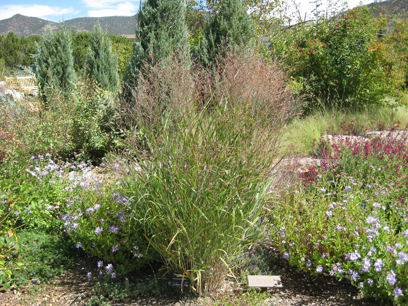 Panicum virgatum Heavy Metal