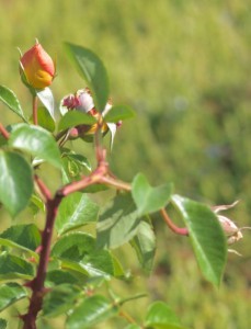 Bud of 'Pat Austin' rose (photo by Janice Tucker).