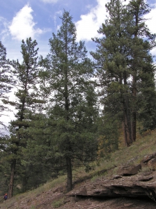 Pseudotsuga menziesii variety glauca (Douglas Fir). Photo ©Al Schneider, www.swcoloradowildflowers.com