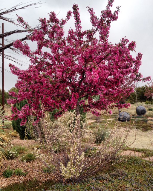 'Radiant' crabapple (Photo: Cristina Salvador)