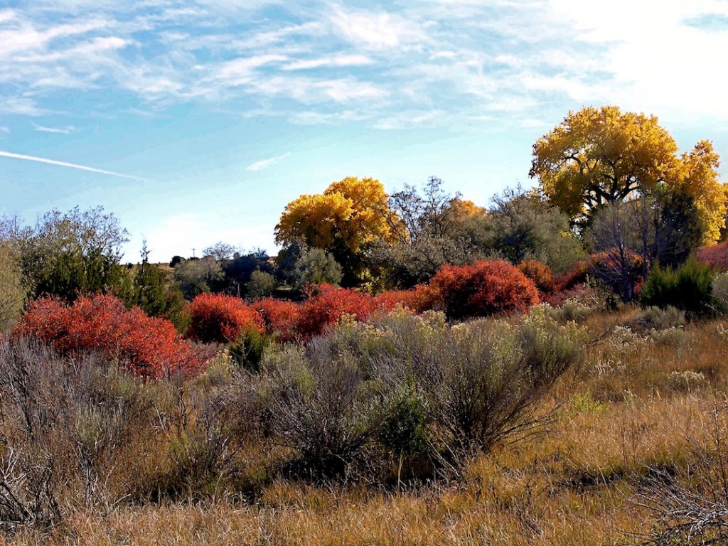 Autumn colors at Leonora Curtin Wetland Preserve (three-leaf sumacs in red). Photo: Janice Tucker