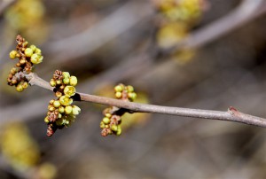 Close-up of the early spring flowers. Photo: Janice Tucker