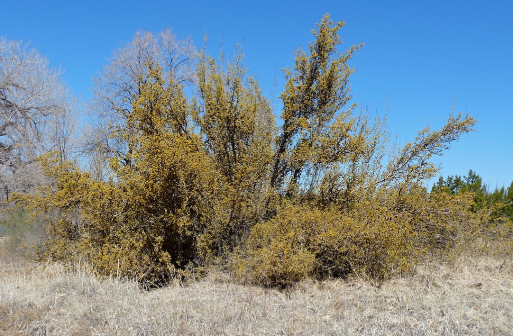 Three-leaf sumac covered with spring flowers at Leonora Curtin Wetland Preserve. Photo: Janice Tucker