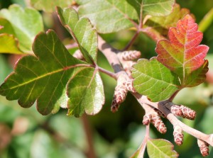 Shape and changing colors of leaves. Photo: Janice Tucker