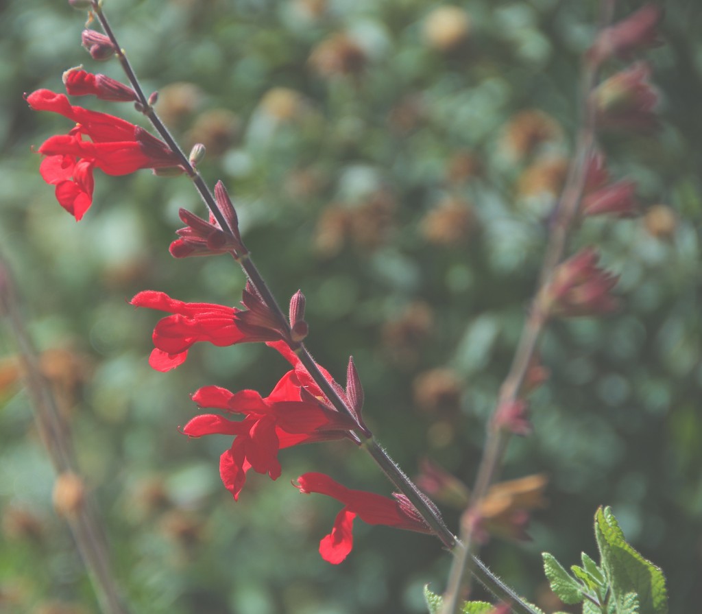 Salvia darcyi 'Pscarl' VERMILION BLUFFS (Photo by Janice Tucker)