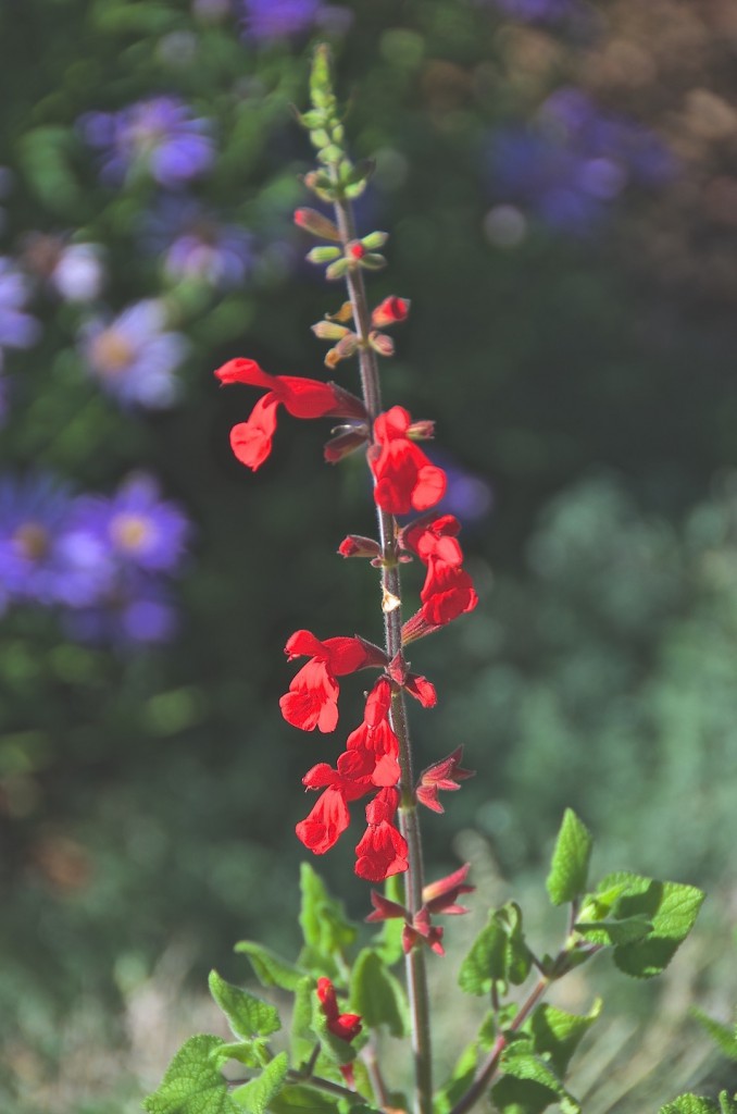 Salvia darcyi 'Pscarl' VERMILION BLUFFS (Photo by Janice Tucker)