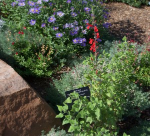 Salvia darcyi 'Pscarl' VERMILION BLUFFS (Photo by Janice Tucker)