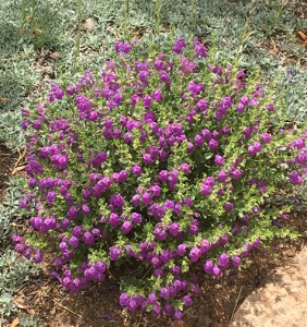 Scutellaria x 'Violet Cloud' (Photo Joan Grabel)