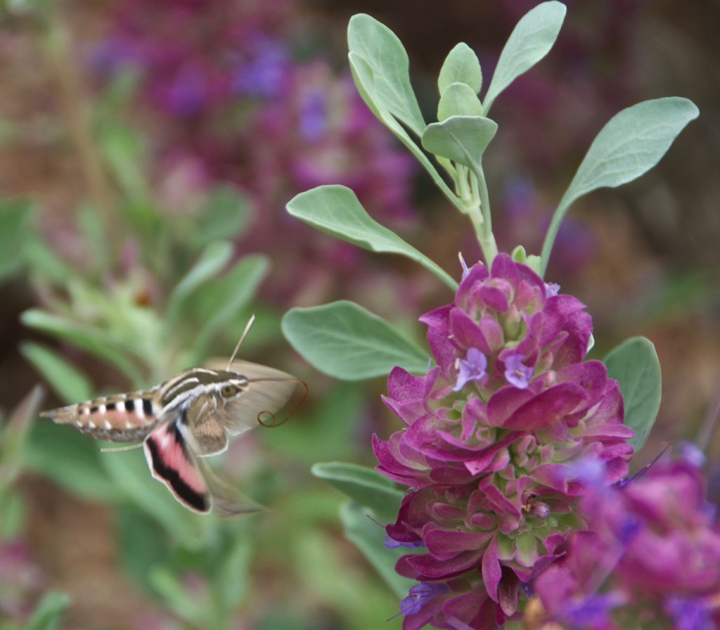 Sphinx moth on Mojave sage (Photo by Janice Tucker)