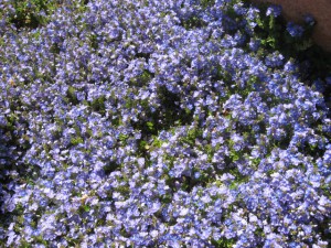 Veronica pectinata (Photo: Meredith Yue)